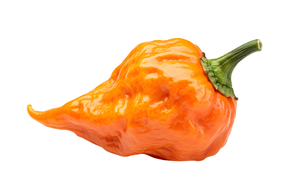 Wrinkled surface of a fresh 7 Pot chili pepper known for extreme heat